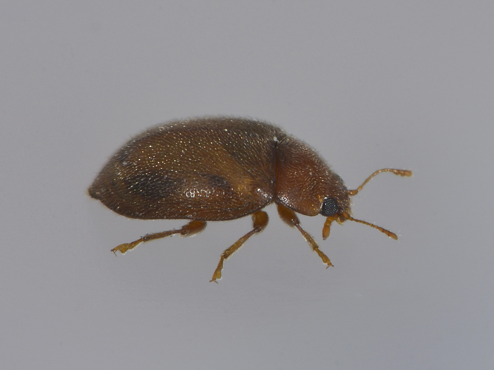 Rhyzobius chrysomeloides